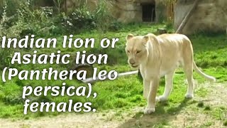 Indian lion or Asiatic lion (Panthera leo persica), females.