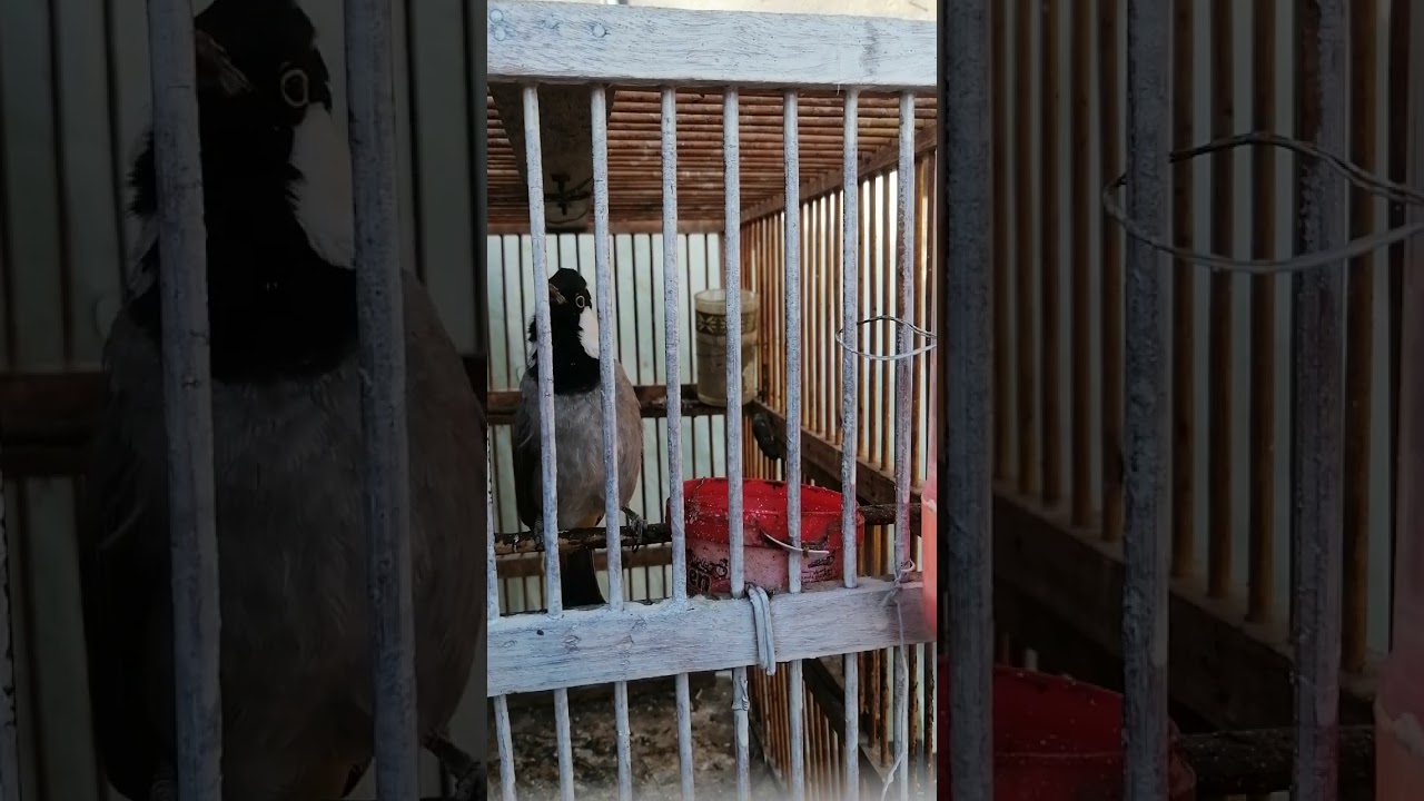 طياريات بلبل، حار، تغريد متواصل بدون انقطاع لتحفيز البلابل ارجو الاشتراك والدعم للقناة