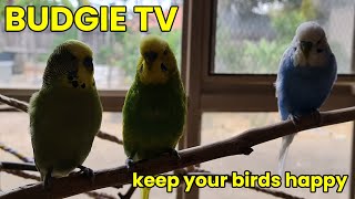Keep Your Bird Happy with Playful, Energetic Budgie Sounds #budgies #birdsounds by Pet TV Australia 456 views 1 year ago 9 minutes, 48 seconds