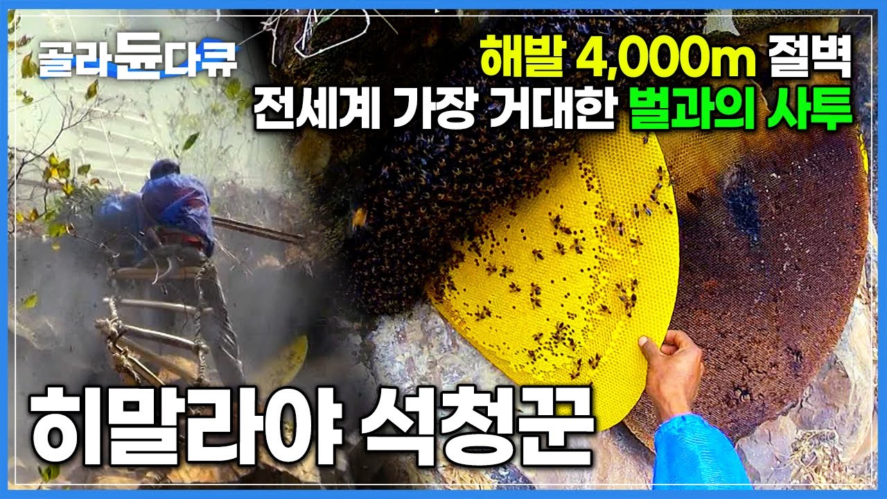 히말라야 산중을 누비며 절벽에 매달려 꿀 따는 사람들│네팔 석청꾼 ‘빠랑게’│단백질 폭탄 토종벌 애벌레로 만든 자연 보양식│세계테마기행│