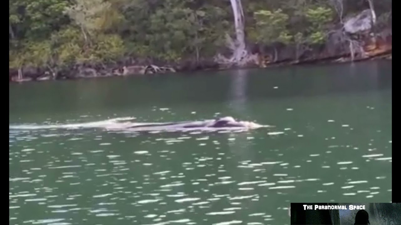 Strange creature in australian lake