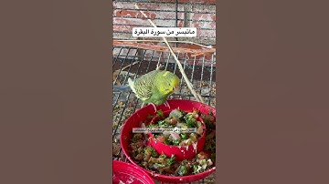 #سورة_البقرة #قرآن #عبدالباسط_عبدالصمد #اكسبلور #طيور #البادجي #quran #birds #budgies #love #usa
