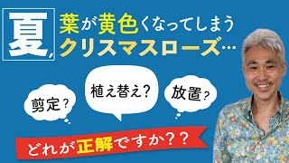 夏、葉が黄色くなってしまうクリスマスローズ…剪定？放置？植え替え？どれが正解ですか？【古屋が勝手に答えます】