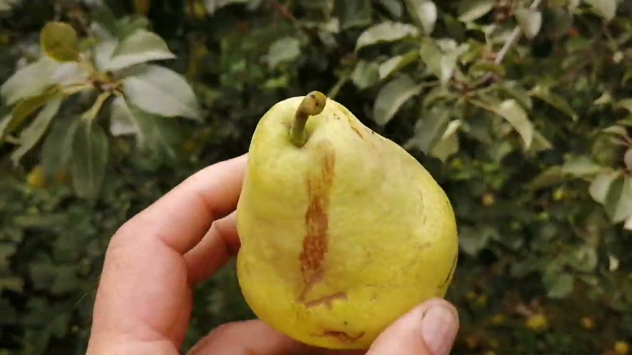 Смотреть видео