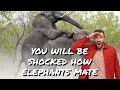 You will be shocked how elephant mate | animals mating