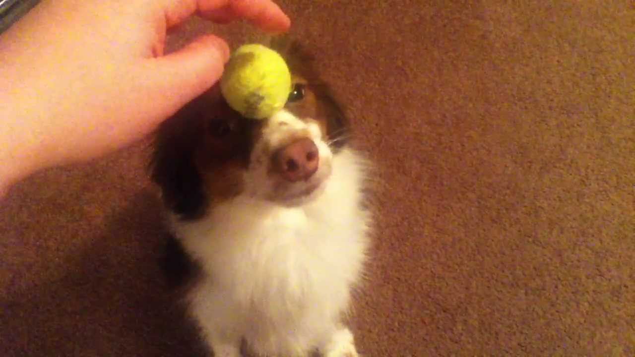 Mini Aussie Bailey Doing Tricks Youtube