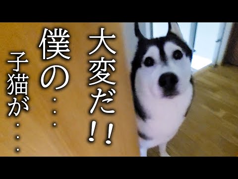 子猫の異変を秒で知らせにきたハスキー犬について行ってみると...