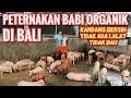 PETERNAKAN BABI ORGANIK DI BALI - ORGANIC PIG FARMING IN BALI (Part 1/2)