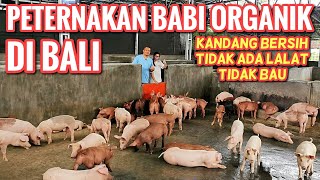 ORGANIC PIG FARMING IN BALI (PART 1/2)