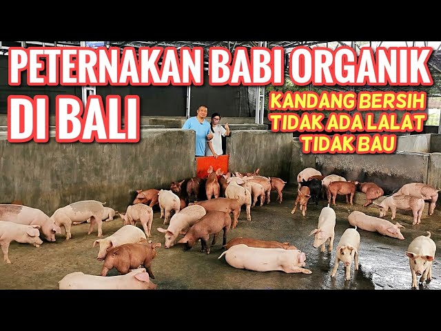 PETERNAKAN BABI ORGANIK DI BALI - ORGANIC PIG FARMING IN BALI (Part 1/2) class=