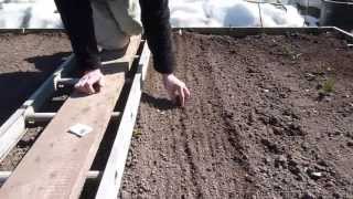 Allotment Diary April 11th : Sowing Carrots between the rows of Garlic