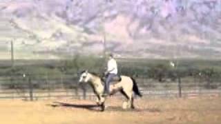 Buckskin Quarter Horse Gelding for Sale