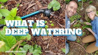What is Deep Watering  QG Day 106