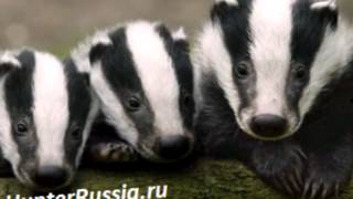 Социальная реклама и ролики Социальная реклама и ролики