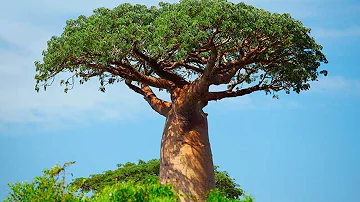 ¿Qué función tienen las plantas vasculares?