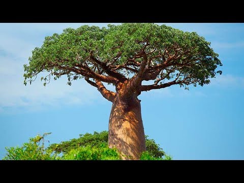 Vídeo: O que são plantas vasculares para crianças?