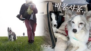 내가 보더콜리들과 섬을 완벽하게 즐기는 법 vlog