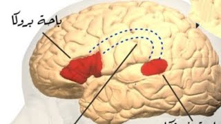 4️⃣الجزء الرابع العي ،الجلطات الدماغية ،السكته الدماغيه،الافازبا،التاهيل التخاطبي