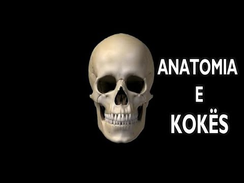 Video: Në përkufizimin e sistemit skeletor?