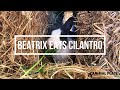 Rescued Rabbit Eats Cilantro
