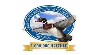 1 Millionth Wood Duck Live Stream