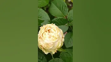 Как избавиться от трипсов на розах? 🌹