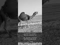 خلوج خلوج