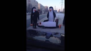 Пингвины Переходят Дорогу! Прикол