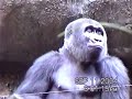 Ivan The Gorilla & Family (9-11-04)