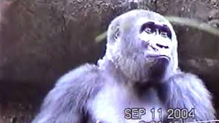 Ivan The Gorilla & Family (9-11-04)