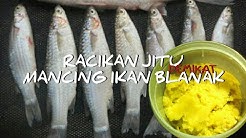 Membuat umpan ikan blanak- dijamin "kemroyok" - Durasi: 5.08. 