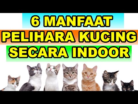 Video: 6 Alasan Memelihara Kucing