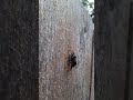 hornet chewing on fence to make nest