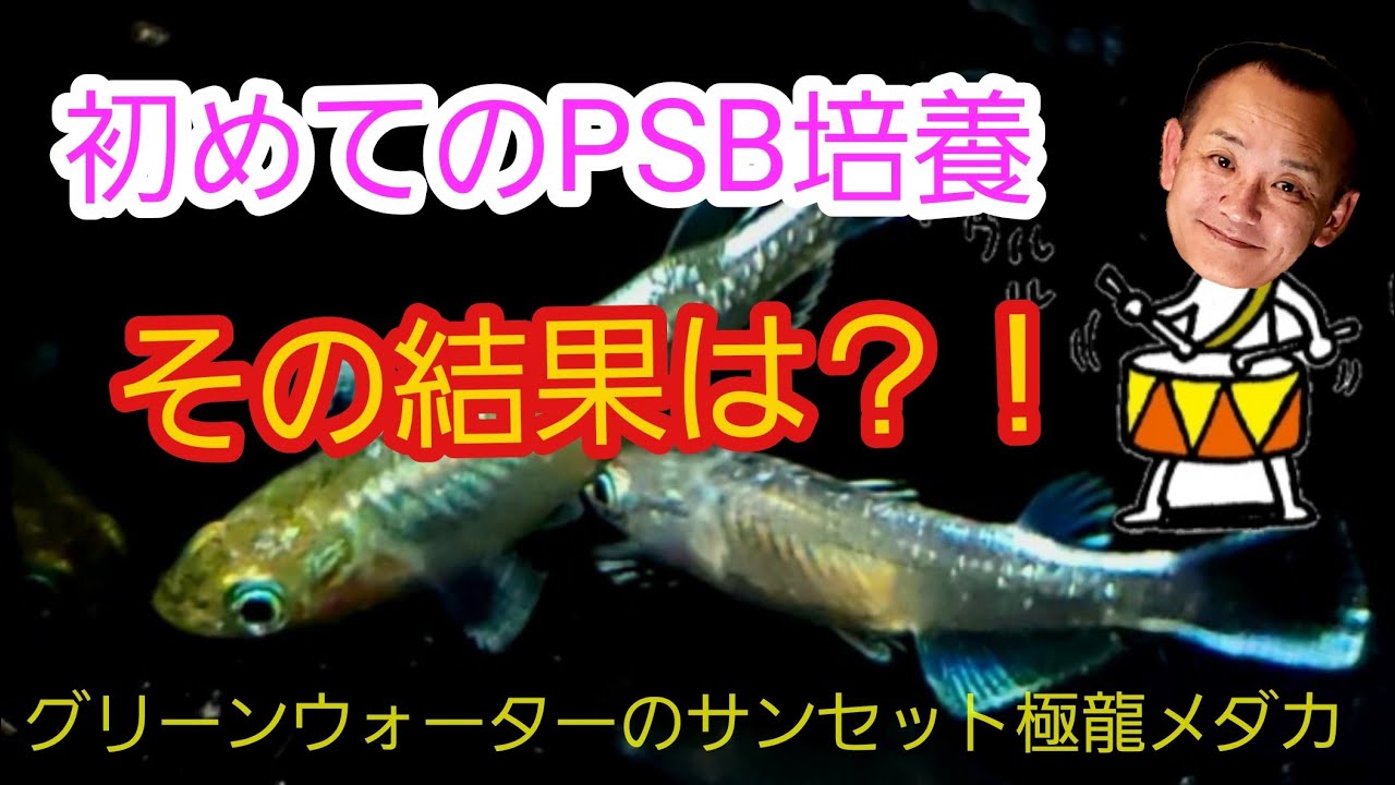 メダカ Psb 株式会社サンミューズ ろ過材 ろ過マット