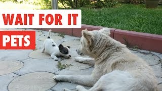 ⁣Wait For it Pets | Funny Pet Video Compilation 2017