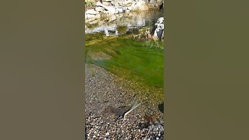 *STRING ALGAE 101!!*