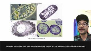 Cell Investigation: Estimating the Size of a Cell