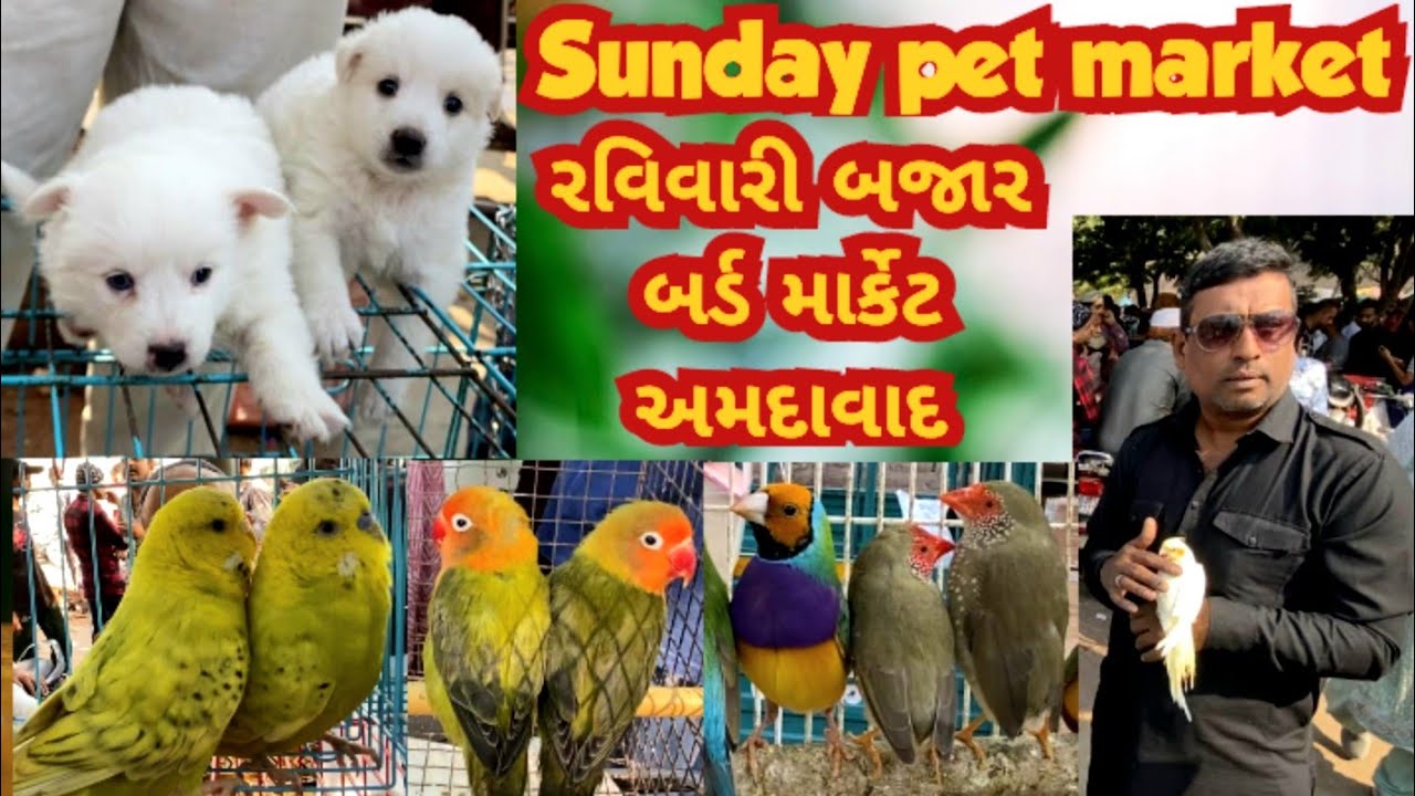 Ahmedabad Sunday birds market | conure, rabbit, hamster, cat,dog puppies, love birds, cocktails