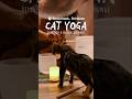 BRISBANE | Cat Yoga