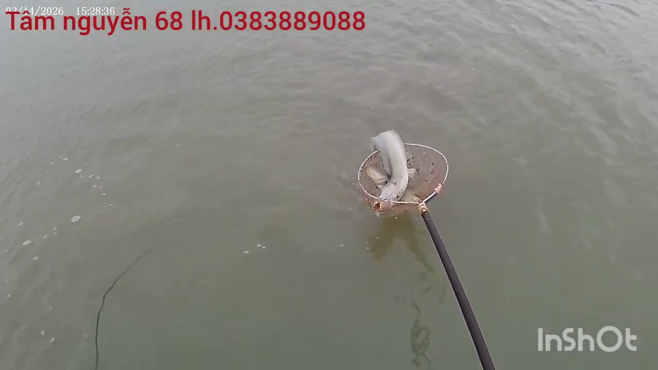 66f chuyên  mặn - lợ    ae cần lh 0383889088