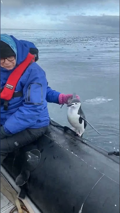 Penguin Being Chased by Killer Whales Hops on Tourist Boat
