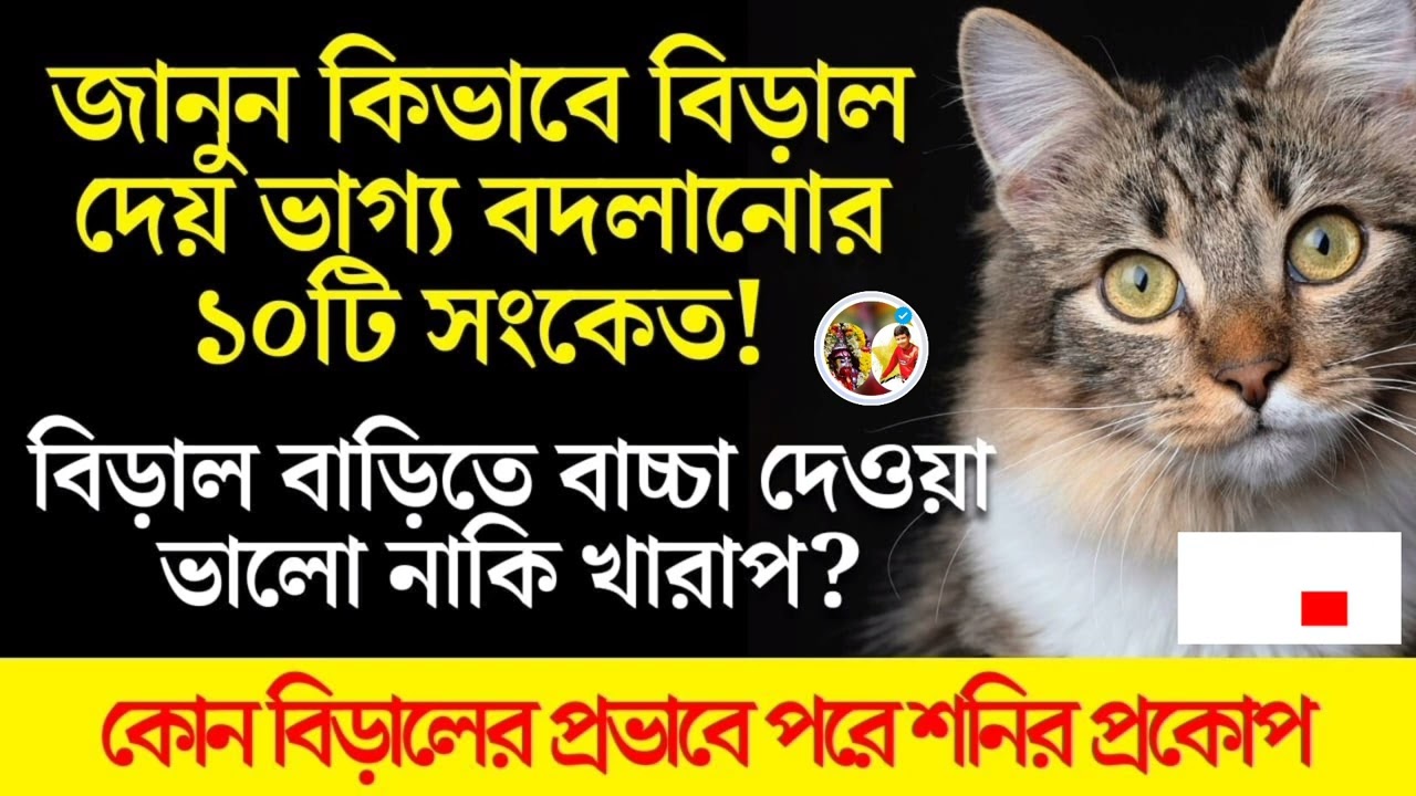 বিড়াল ভাগ্য বদলানোর দেয় ১০টি সংকেত। বাড়িতে বিড়াল বাচ্চা দেওয়া কি ভালো? কোন বিড়াল বাড়িতে অশুভ।