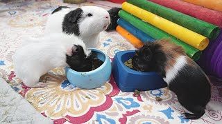 How To Care For Pregnant Guinea Pigs And Babies