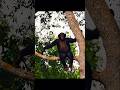 Chimp slaps pig's butt — and I ACTUALLY laughed out loud! #chimpanzee #wildlife #shorts #animals