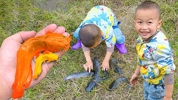 Em ổi tìm bắt được nhiều cá trê vàng ở cánh đồng bỏ hoang  #cávàng #fishing #concá #cátrêvàng