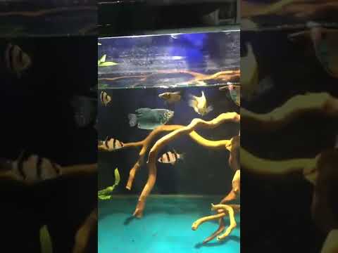 Video Cá Sặc Gấm phun nước - youtube