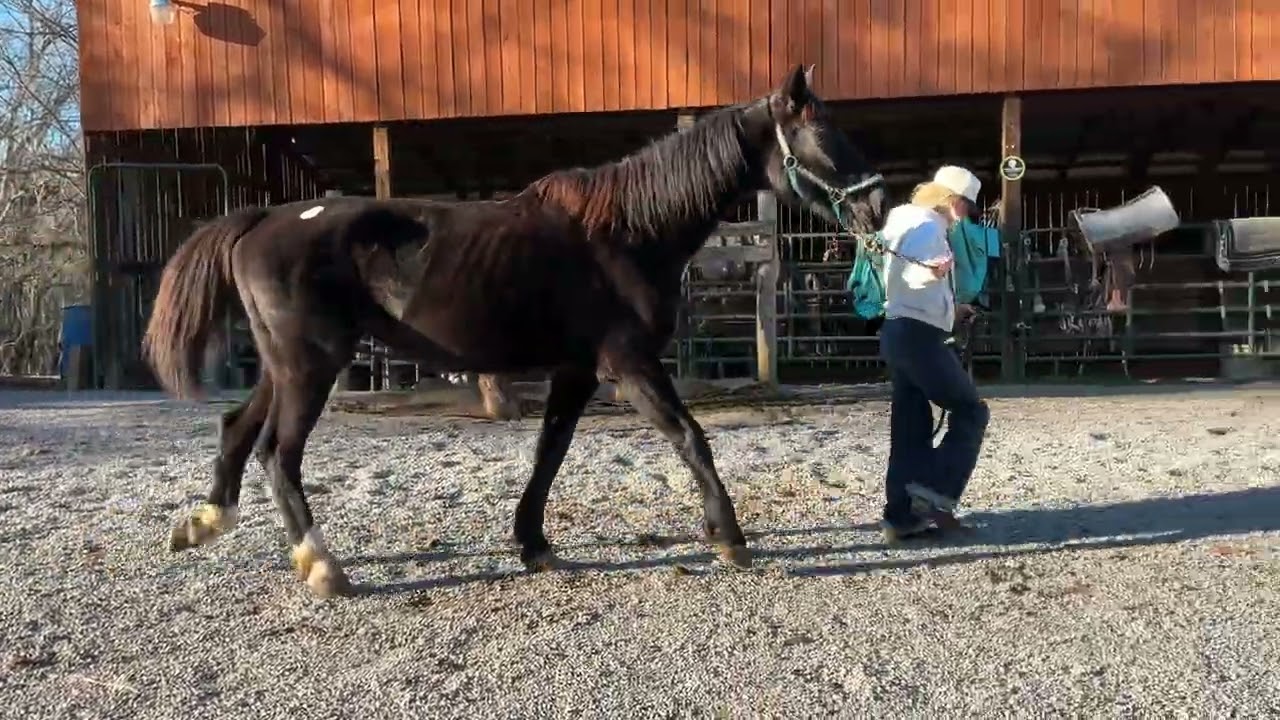 1747 - Зарегистрированная черная голландская упряжная кобыла, 6 лет, 16HH, 1100 долларов + 40 тес...