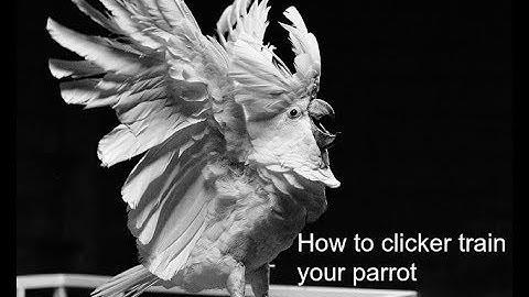 How to clicker train your parrot