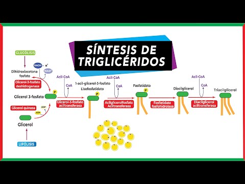 Video: ¿Las grasas proporcionan precursores para la síntesis de glucosa?