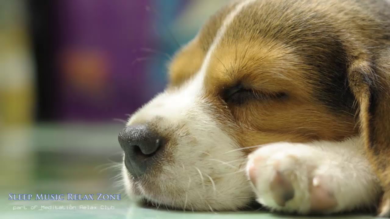 relax my dog dog lullaby